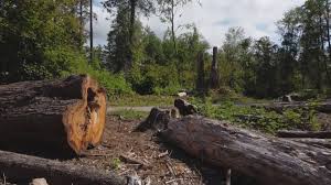 Best Storm Damage Tree Cleanup  in Warson Woods, MO