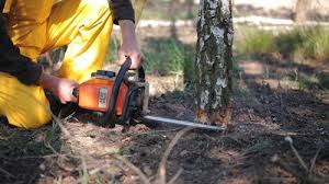 Best Root Management and Removal  in Warson Woods, MO