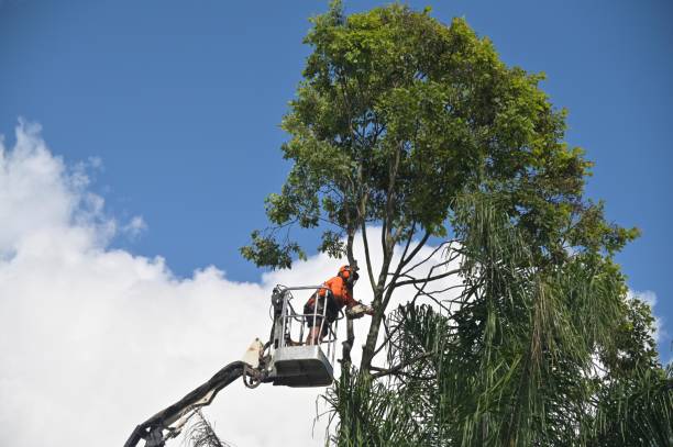 Best Hedge Trimming  in Warson Woods, MO