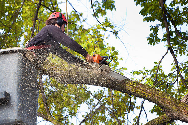 Best Tree Removal  in Warson Woods, MO