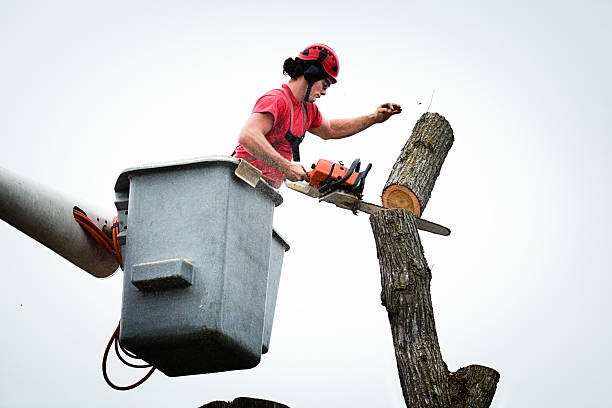 Best Tree Preservation Services  in Warson Woods, MO