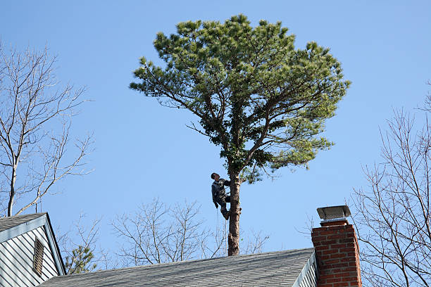 Best Tree and Shrub Care  in Warson Woods, MO