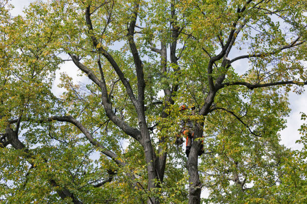 Best Tree Mulching  in Warson Woods, MO